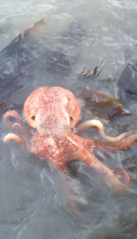 A curled octopus in the Menai Straits, Anglesey