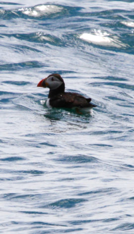 A puffin floating on the sea