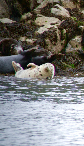 A grey seal on the rocks on Puffin Island