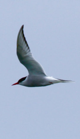 A tern in flight