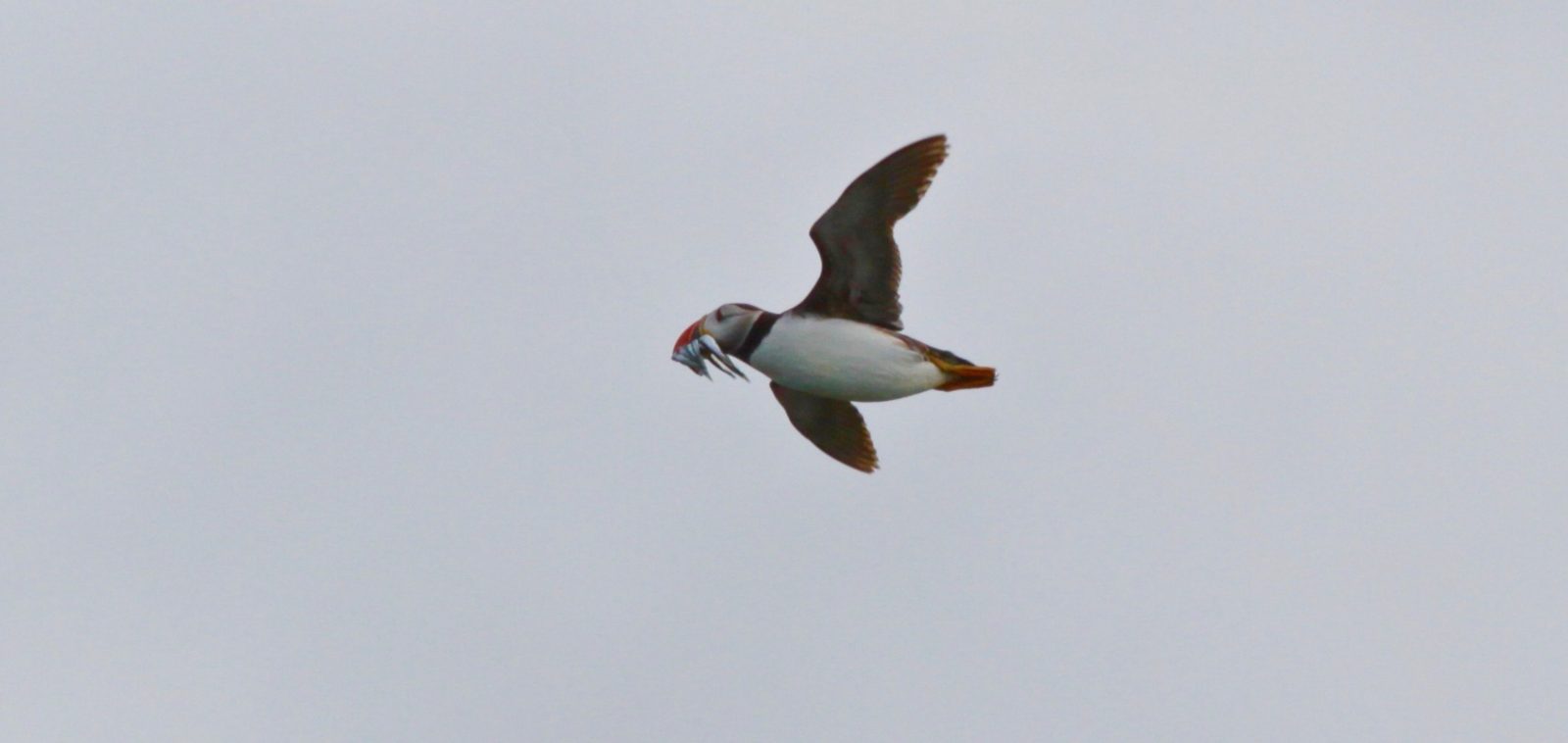 A puffin mid-flight