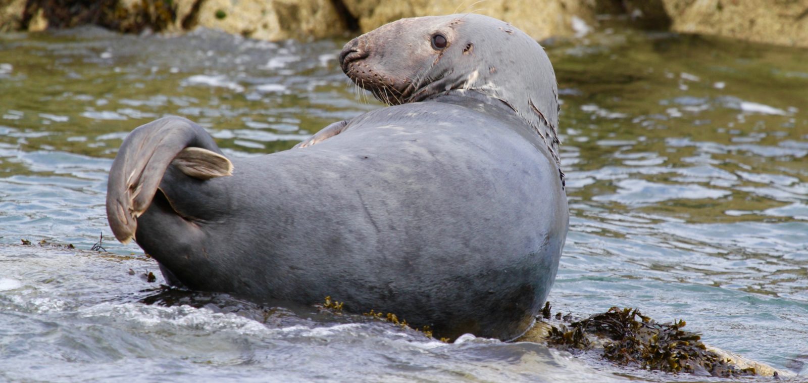 A seal relaxing on a rock near Puffin Island