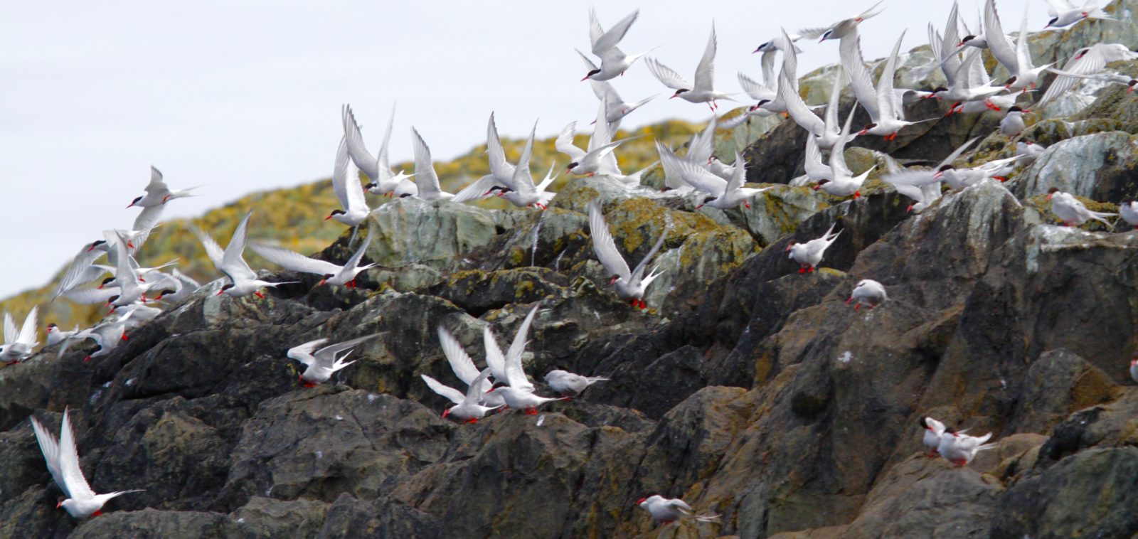 A flock of terns taking off from the Skerries